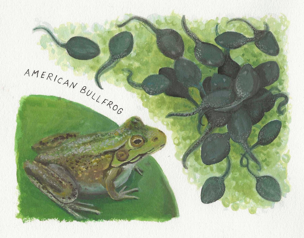 ORIGINAL ART - "American Bullfrog"