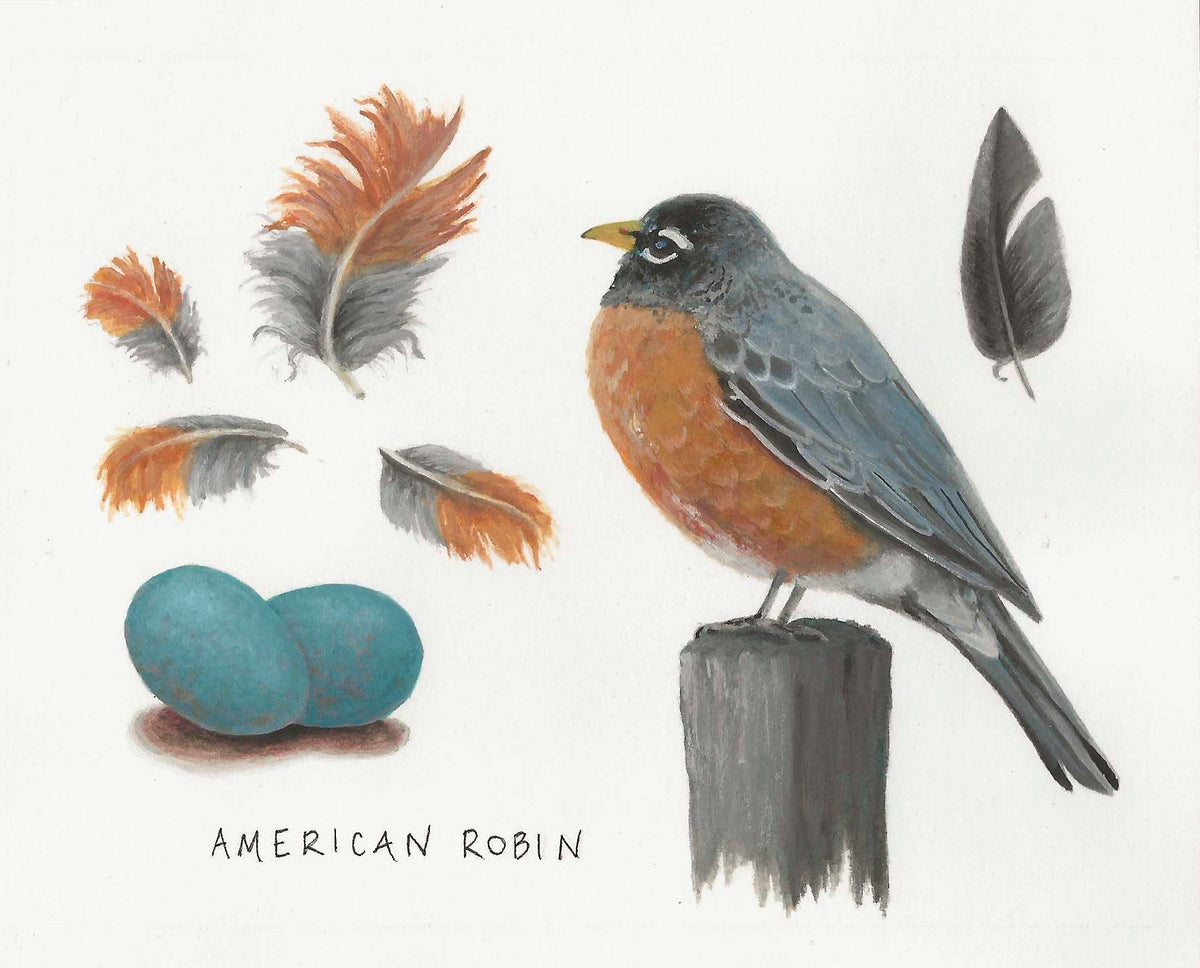 ORIGINAL ART - "American Robin"
