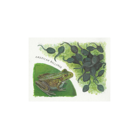 ORIGINAL ART - "American Bullfrog"