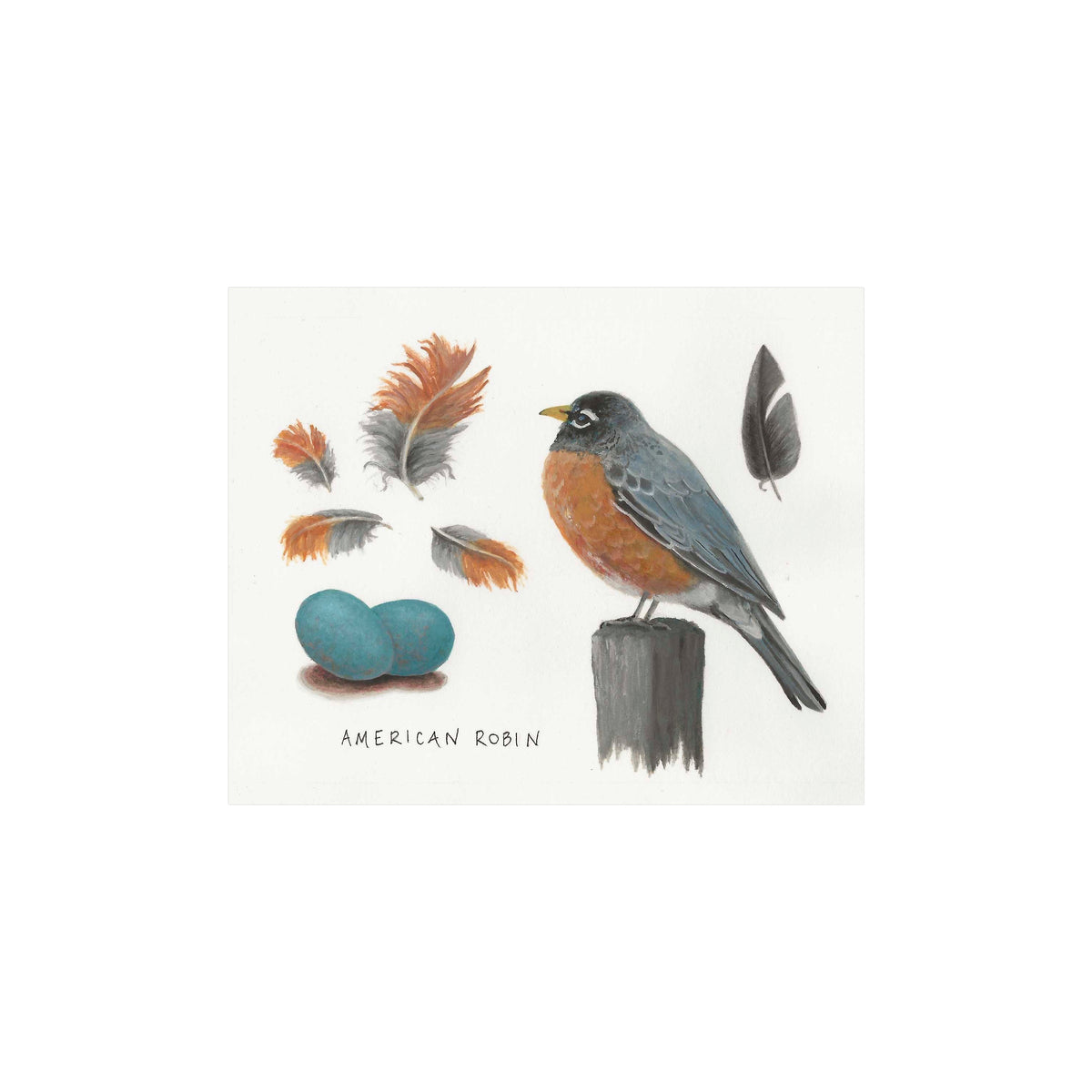 ORIGINAL ART - "American Robin"